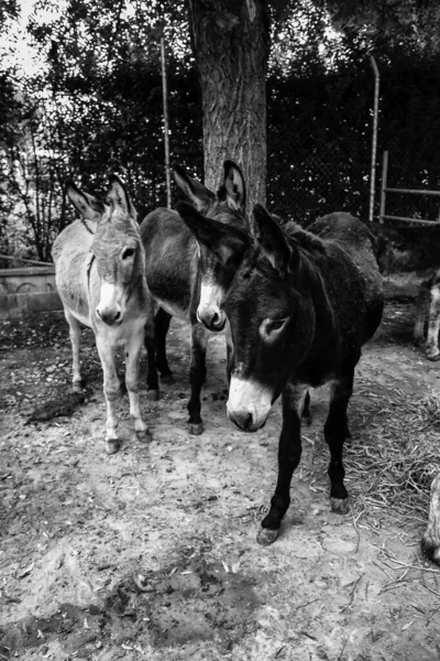 Osły Gospodarstwie Hodowlanym Park Naturalny — Zdjęcie stockowe