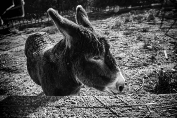 Donkeys Animal Farm Natural Park — Stock Photo, Image