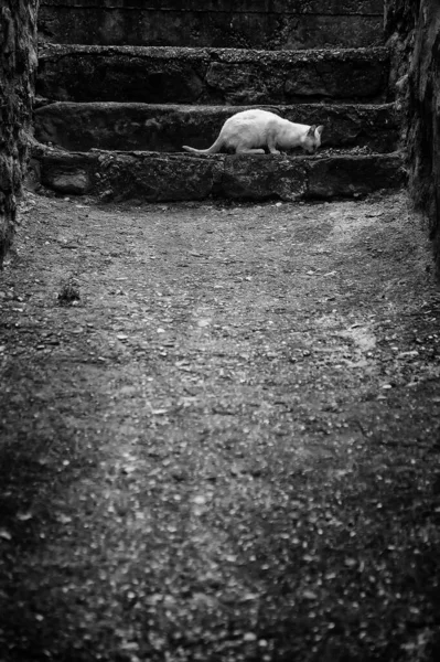 Εγκαταλελειμμένο Λευκό Γάτα Τρώει Λεπτομέρεια Της Βοήθειας Των Ζώων Εγκατάλειψη — Φωτογραφία Αρχείου