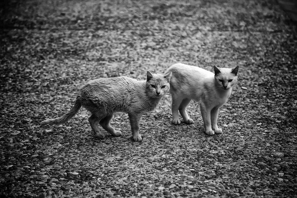 Two Abandoned Cats Detail Loneliness Animal Abandonment — Stock Photo, Image