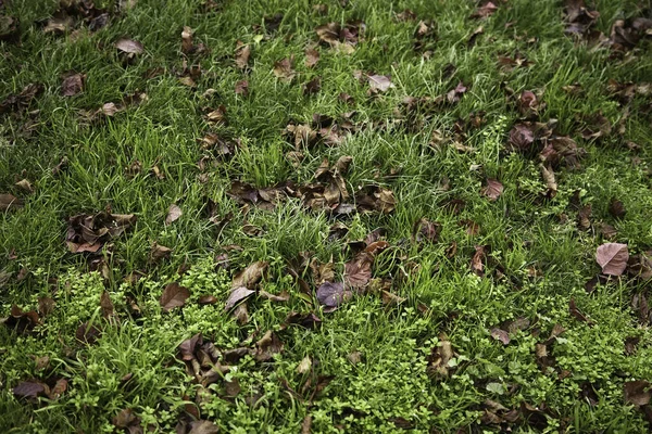 Hojas Otoño Suelo Del Parque Estaciones Medio Ambiente —  Fotos de Stock