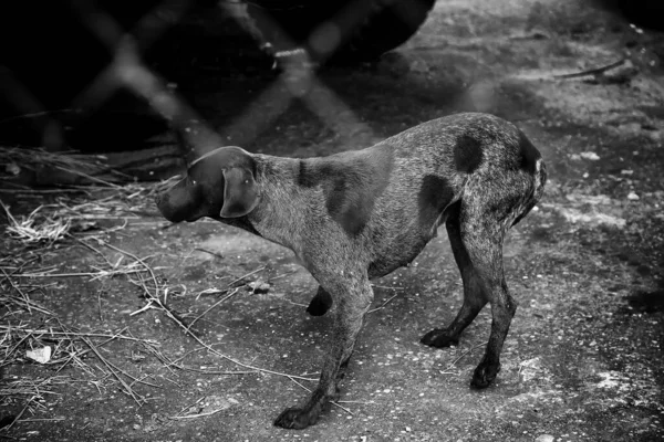 Locked Kennel Dogs Abandoned Sadness — Stock Photo, Image