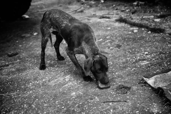 Cães Canil Trancados Abandonados Tristeza — Fotografia de Stock