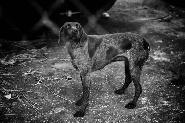 Cani Cuccia Chiusi Abbandonati Tristezza — Foto Stock