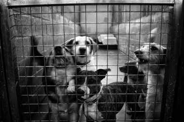 Köpek kulübesinde, terk edilmiş hayvanlar, taciz.