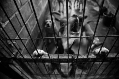 Köpek kulübesinde, terk edilmiş hayvanlar, taciz.