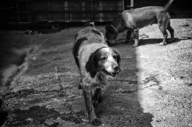 Mağarada av köpeği, hayvanlar ve doğa, spor