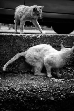 Terk edilmiş sokak kedileri, hayvan istismarı, üzüntü.