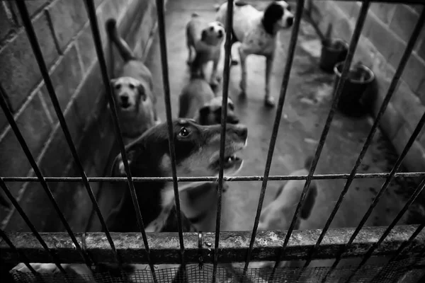 Cão Canil Fechado Animais Abandonados Abuso — Fotografia de Stock