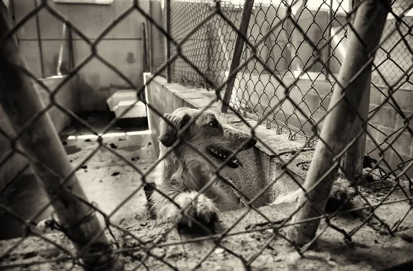 Cão Canil Fechado Animais Abandonados Abuso — Fotografia de Stock