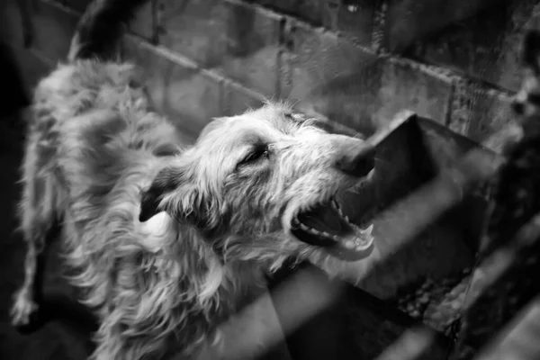 Σκύλος Κλειστό Κυνοτροφείο Εγκαταλελειμμένα Ζώα Κακοποίηση — Φωτογραφία Αρχείου