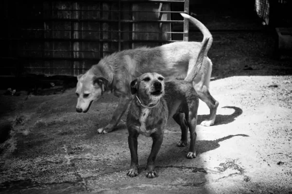 Мисливський Собака Джинсах Тваринах Природі Спорт — стокове фото