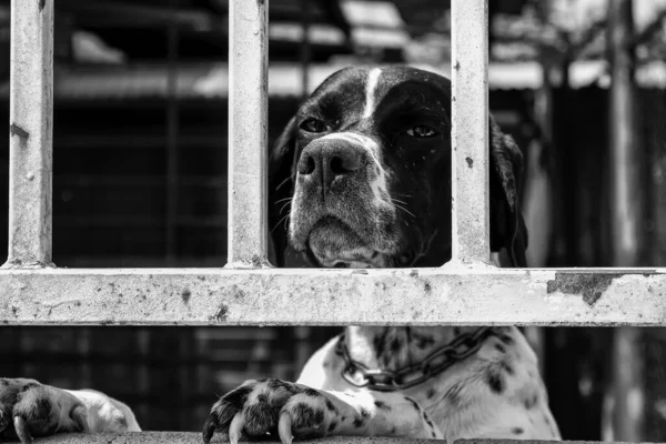 Cão Trancado Gaiola Animais Abandonados Para Adoção Animais Estimação — Fotografia de Stock