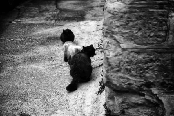 Αδέσποτες Μαύρες Γάτες Ζώα Και Κατοικίδια Ζώα Άστεγοι — Φωτογραφία Αρχείου