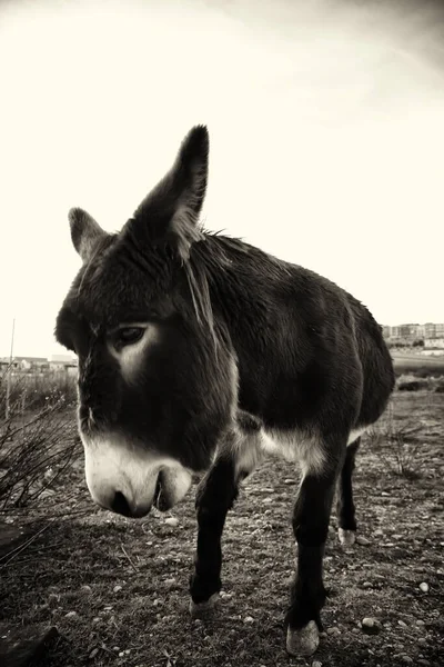 Burros Fazenda Animais Parque Natural — Fotografia de Stock