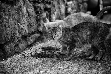 Sokak kedileri yiyor, terk edilmiş hayvanların ayrıntıları.