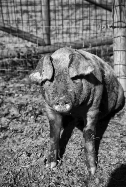 Porcs Dans Élevage Nature Industrie Alimentaire — Photo