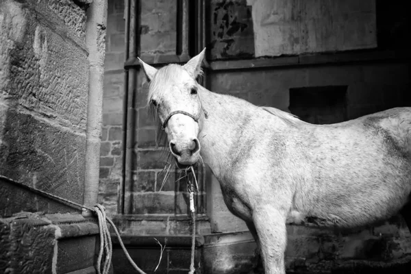 Paard Wei Plantenetend Wild Dier — Stockfoto