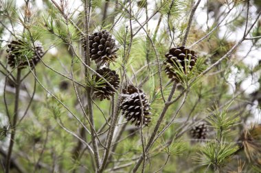 Ormanda kurumuş ananas, doğa detayı.