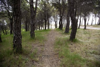 Ağaçlı yemyeşil orman, doğanın ve özgürlüğün ayrıntıları, doğal güzellik.