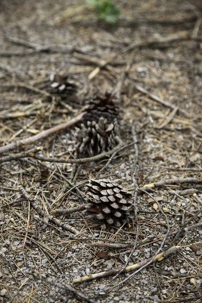 Dried pineapples in a forest, nature detail