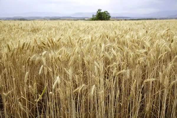 Wheat in a field, detail of cereal plantation