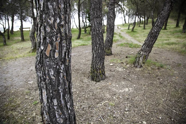 Forêt Luxuriante Avec Arbres Détails Nature Liberté Beauté Naturelle — Photo