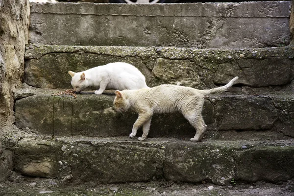 Fortapte Katter Som Spiser Gaten Detaljer Forlatte Dyr – stockfoto