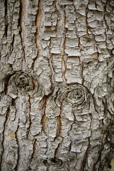 Trockene Baumrinde Hintergrunddetail Eines Baumes Wald — Stockfoto