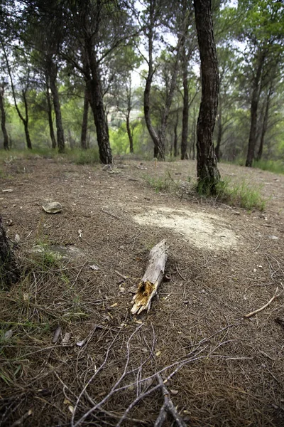 Forêt Luxuriante Avec Arbres Détails Nature Liberté Beauté Naturelle — Photo