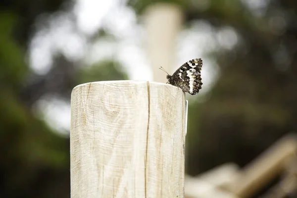 Mariposa Posada Sobre Una Madera Detalle Insecto Exótico —  Fotos de Stock