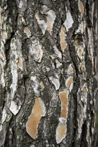Casca Árvore Seca Detalhe Fundo Uma Árvore Uma Floresta — Fotografia de Stock
