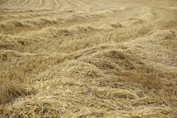 天然麦田 景观和农业 — 图库照片
