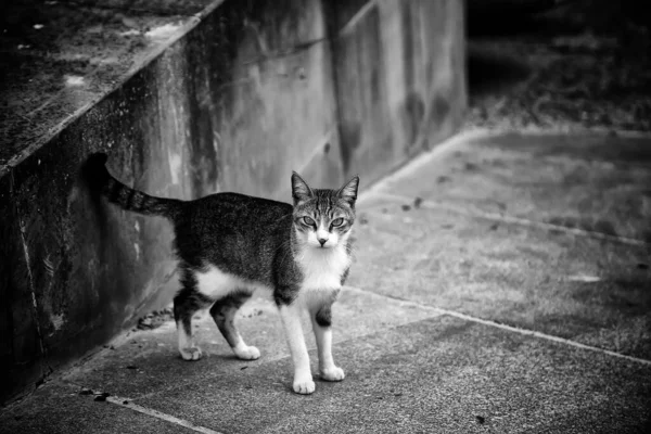 Gato Vadio Abandonado Animais Livres Mamíferos Animais Estimação — Fotografia de Stock