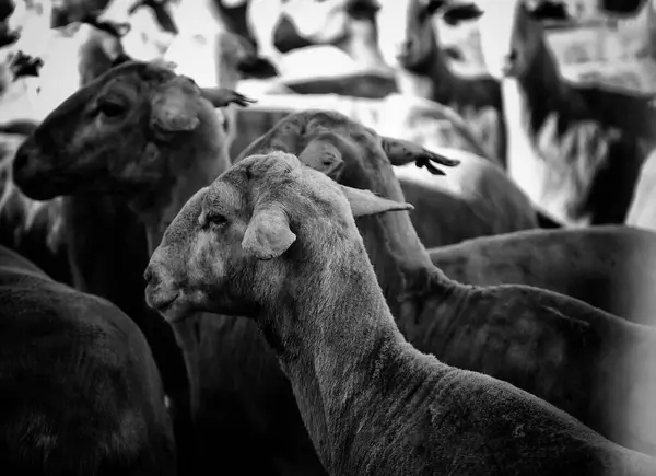 Valla Cerrada Cabra Granja Animales Naturaleza — Foto de Stock