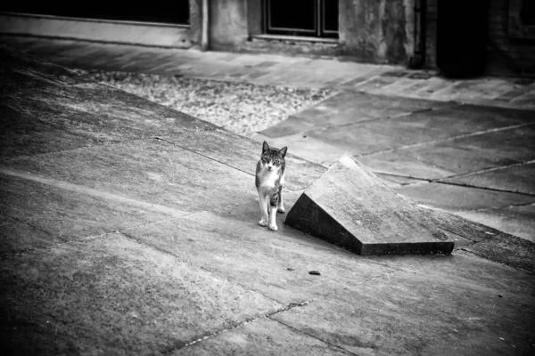 Verlassene Streunerkatze Freie Tiere Säugetiere Haustiere — Stockfoto