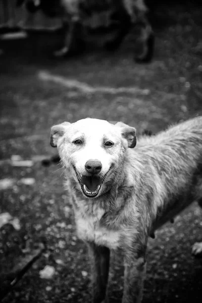 Hunting Dog Chenille Domestic Animals Pets — Stock Photo, Image