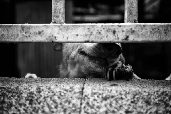 Locked Kennel Dogs Abandoned Sadness — Stock Photo, Image