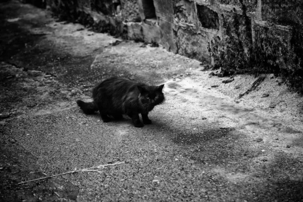 Gatti Neri Randagi Animali Animali Domestici Senzatetto — Foto Stock