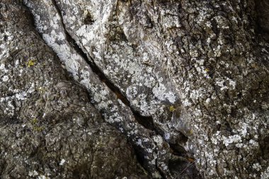 Yaşlı ağaç kabuğu, doğadaki ağaç detayı, doku.