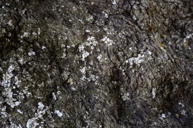 Yaşlı ağaç kabuğu, doğadaki ağaç detayı, doku.