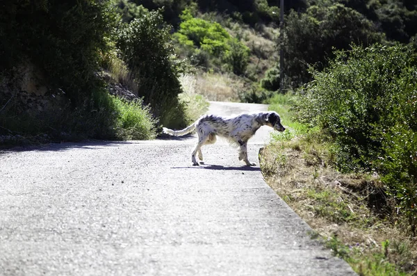 ブッシュの狩猟犬 哺乳動物の詳細 — ストック写真