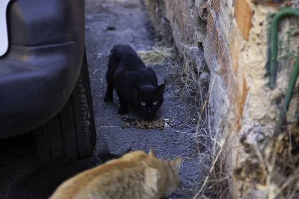 Gatos Abandonados Rua Abuso Animais Solidão — Fotografia de Stock