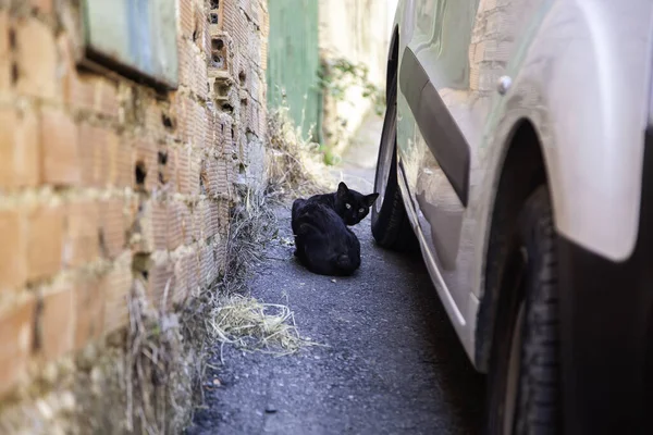 Straat Achtergelaten Katten Dierenmishandeling Eenzaamheid — Stockfoto