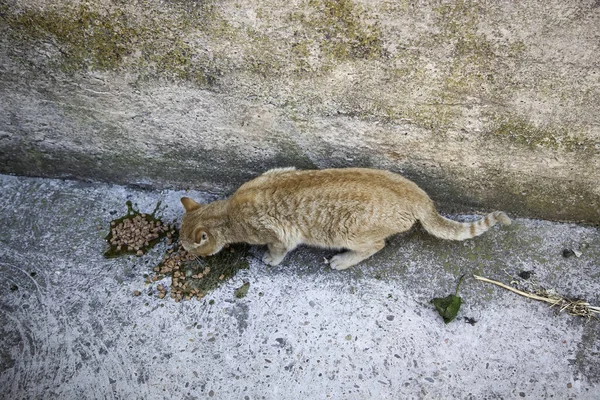 Sokakta Terk Edilmiş Kediler Hayvan Istismarı Yalnızlık — Stok fotoğraf