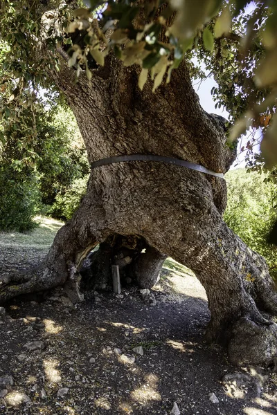 Dąb Holmski Detal Drzewa Liczącego Ponad Tysiąc Lat — Zdjęcie stockowe