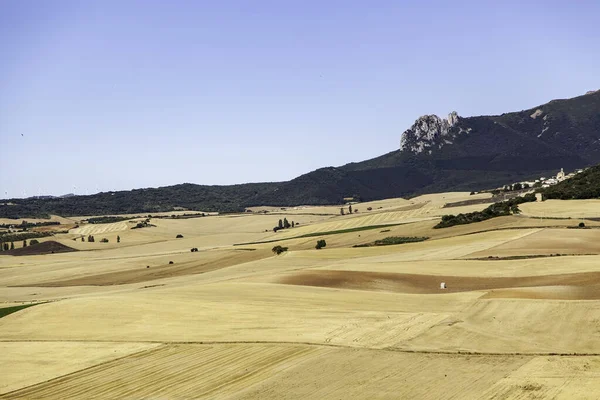 Campos Trigo Cereales Detalle Agricultura Naturaleza — Foto de Stock