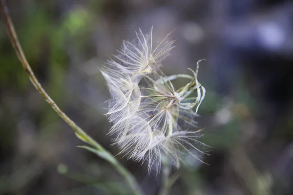Karahindiba Çiçeği Tarladaki Çiçek Ayrıntıları Doğa — Stok fotoğraf