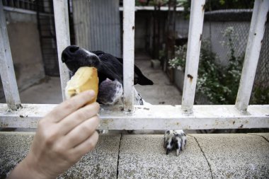 Köpek kulübesinde terk edilmiş köpekler, hayvanları ve memelileri besliyor.