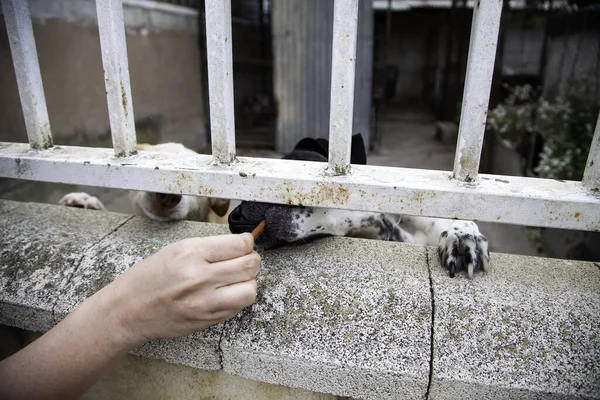 Abandoned Dogs Kennel Feeding Animals Mammals — Stock Photo, Image